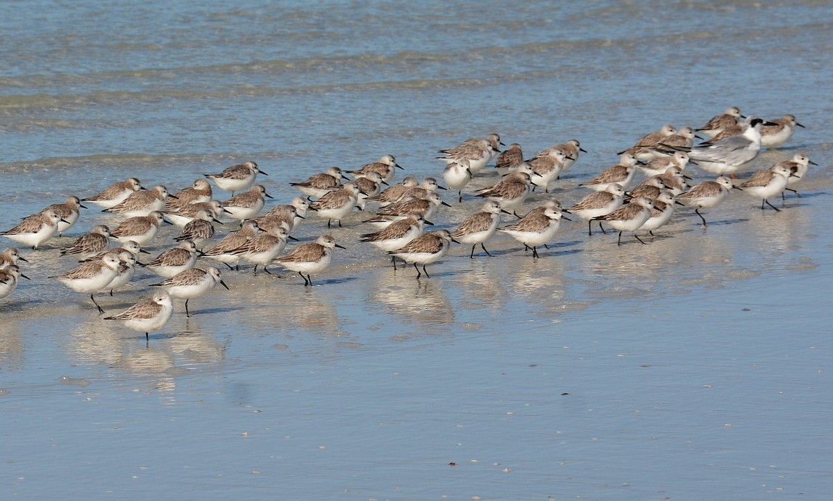 Bécasseau sanderling - ML615086002