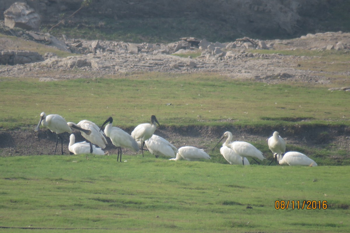 Ibis à tête noire - ML615086113