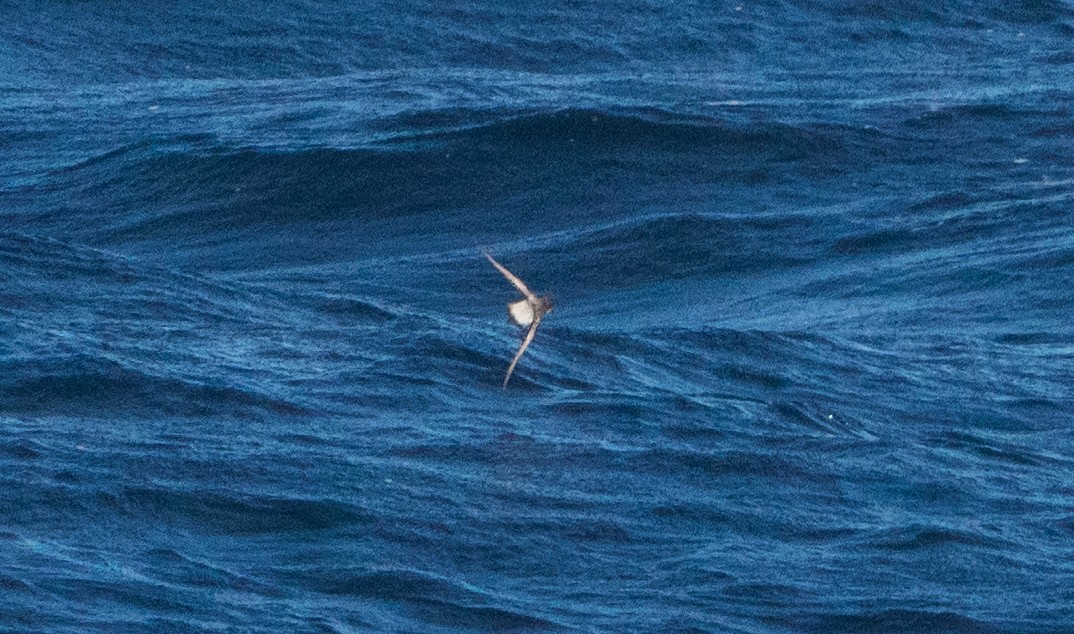 Gray-backed Storm-Petrel - ML615086115