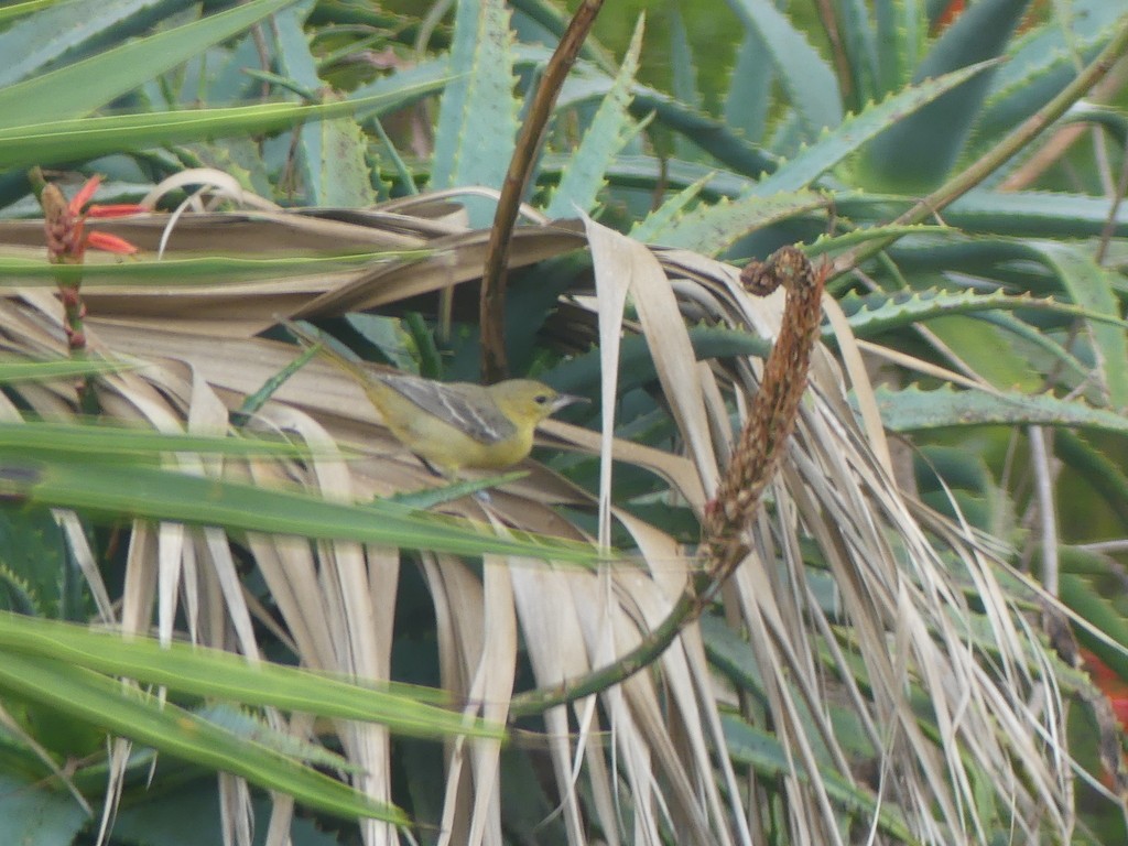 Oriole jaune-verdâtre - ML615086124