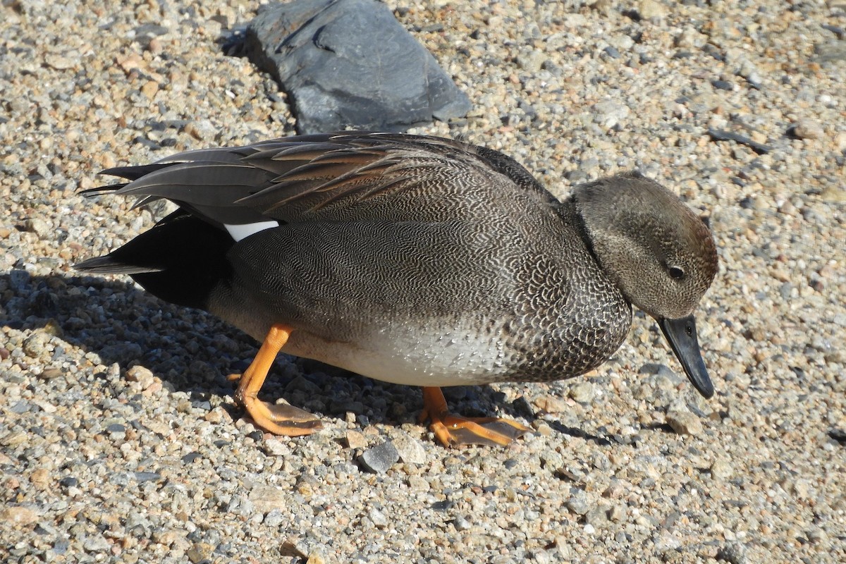 Gadwall - ML615086136