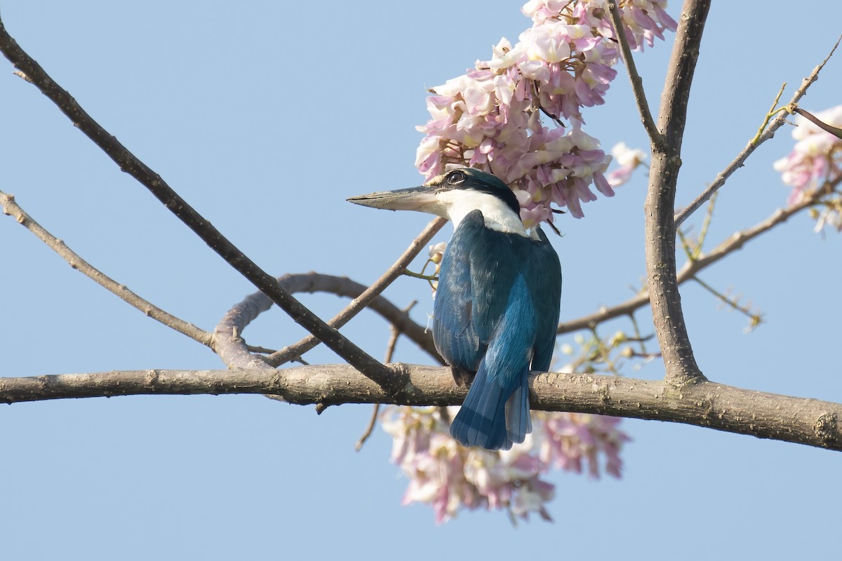 Collared Kingfisher - Kalpesh Krishna