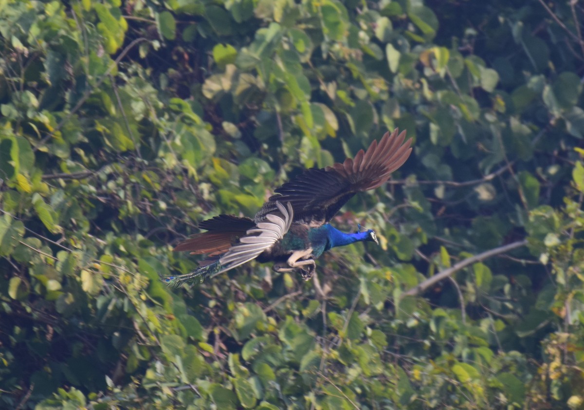 Indian Peafowl - ML615086211