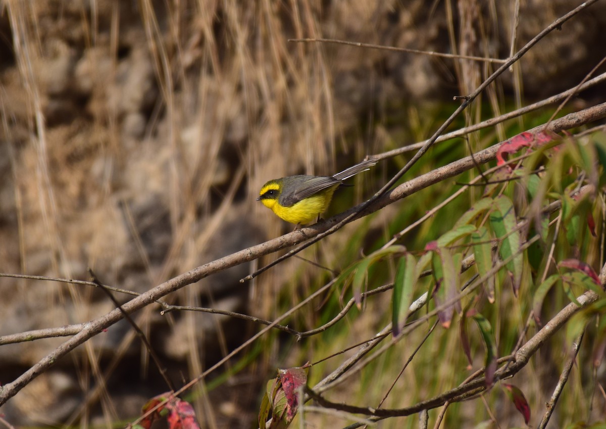 Yellow-bellied Fairy-Fantail - Vipin Rao