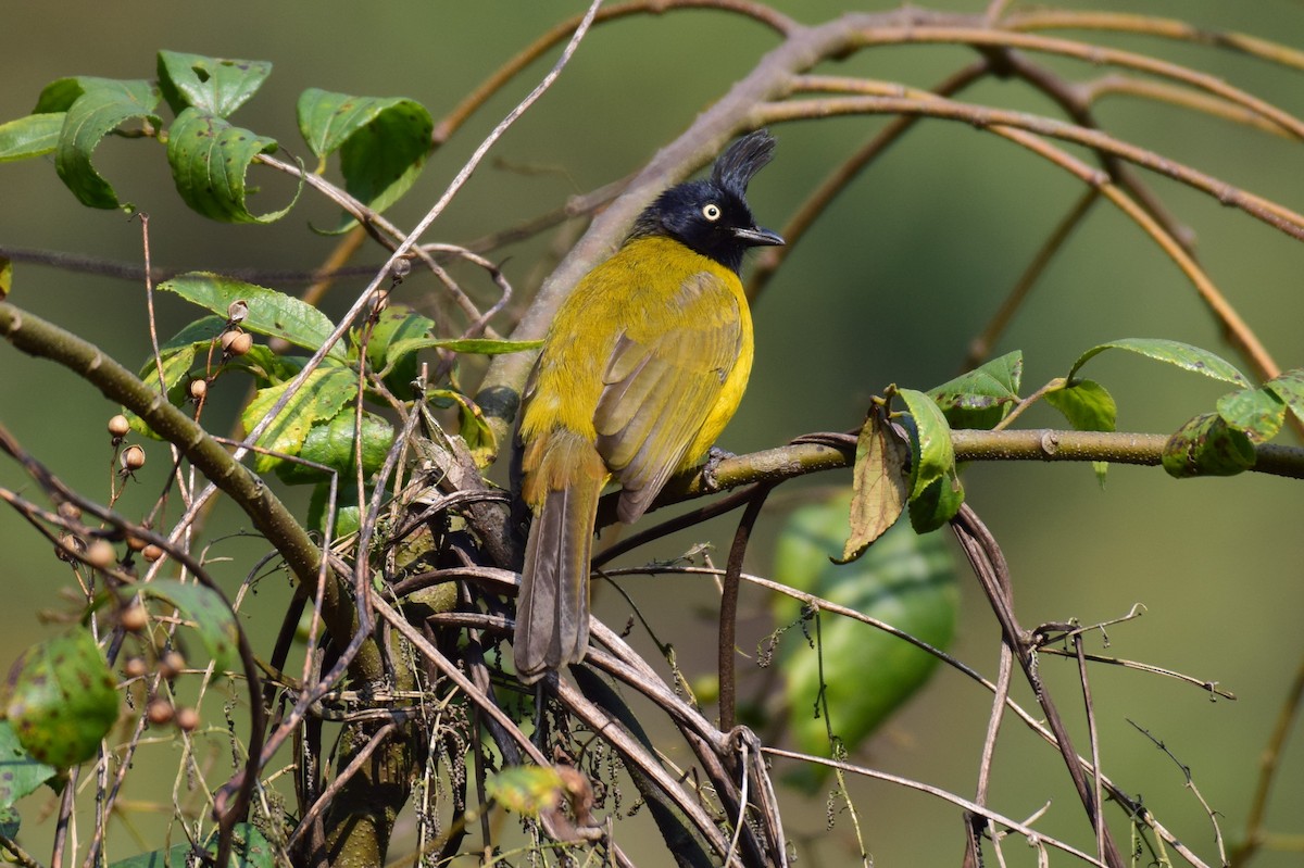 Bulbul à huppe noire - ML615086218