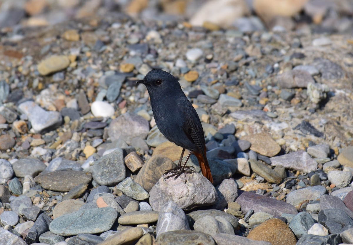 Plumbeous Redstart - ML615086230