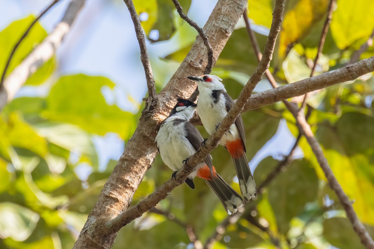 Red-whiskered Bulbul - Kalpesh Krishna