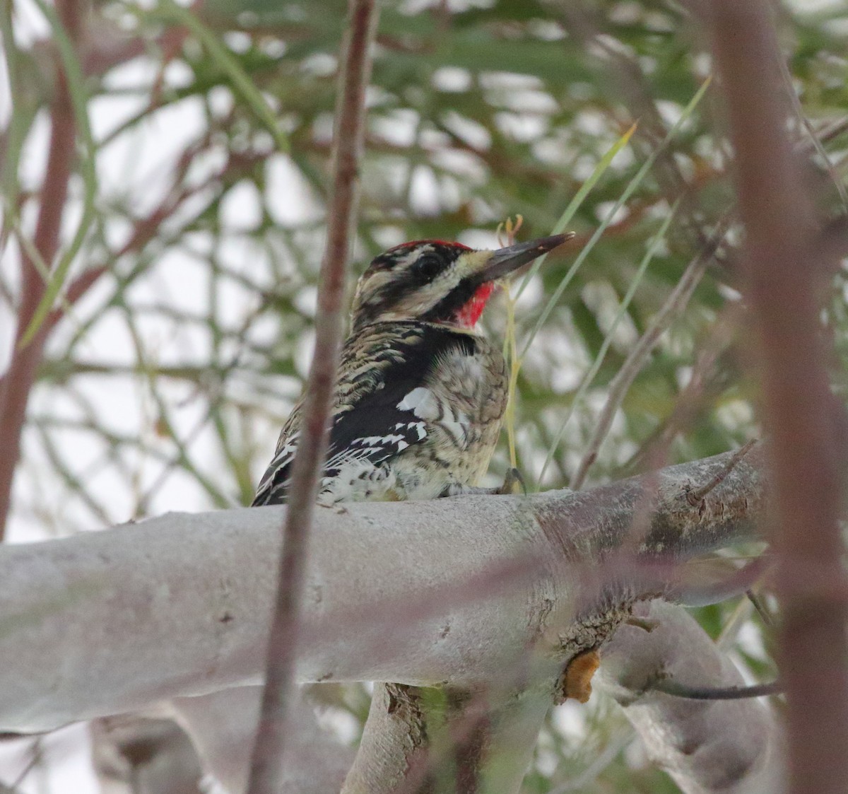 Yellow-bellied Sapsucker - ML615086291