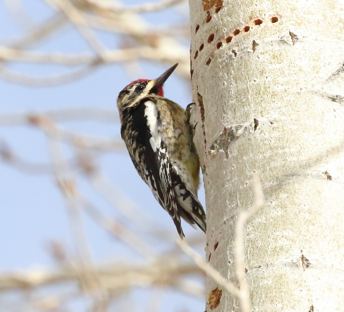 Yellow-bellied Sapsucker - ML615086306