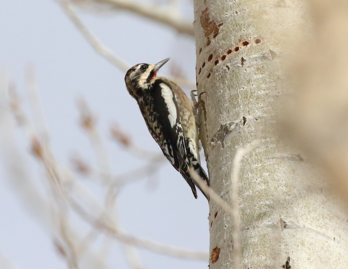 Yellow-bellied Sapsucker - ML615086307