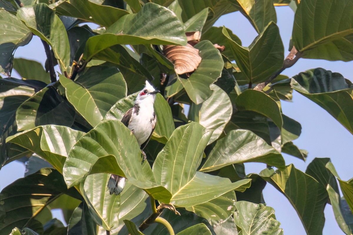 Red-whiskered Bulbul - Kalpesh Krishna