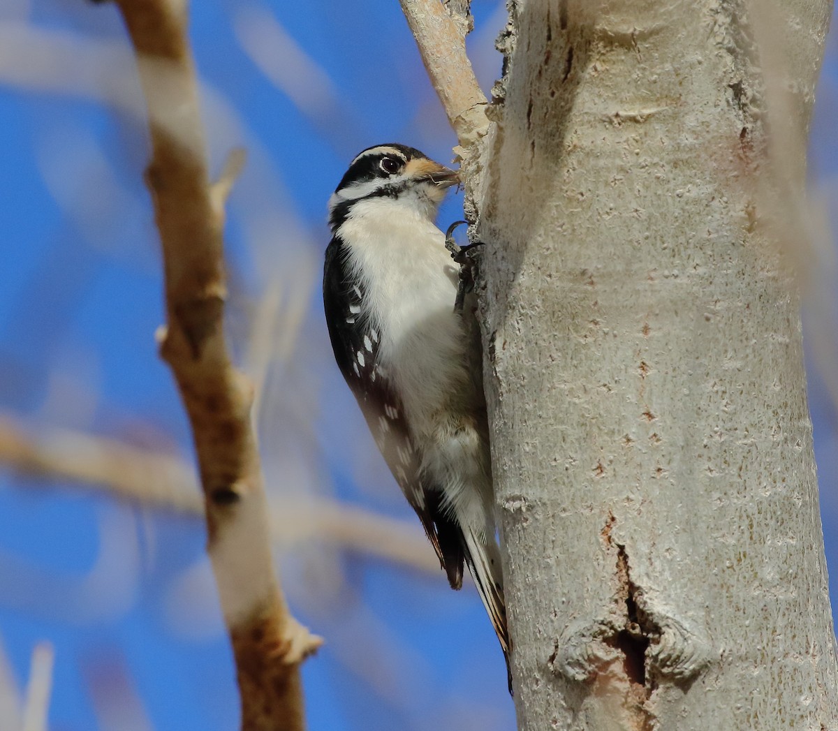 Downy Woodpecker - ML615086310