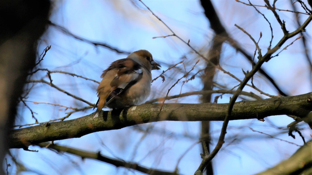 Hawfinch - ML615086345
