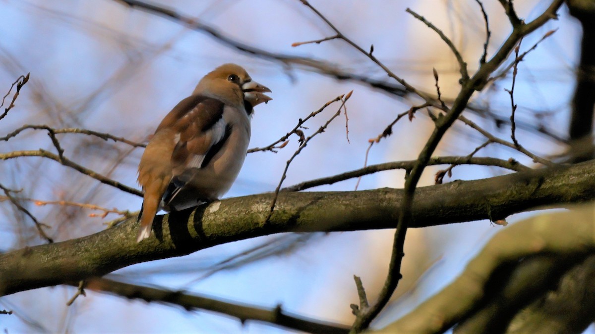 Hawfinch - ML615086346