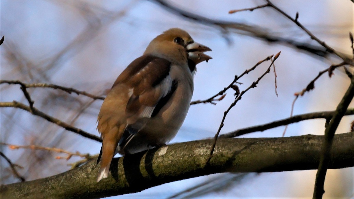 Hawfinch - ML615086347