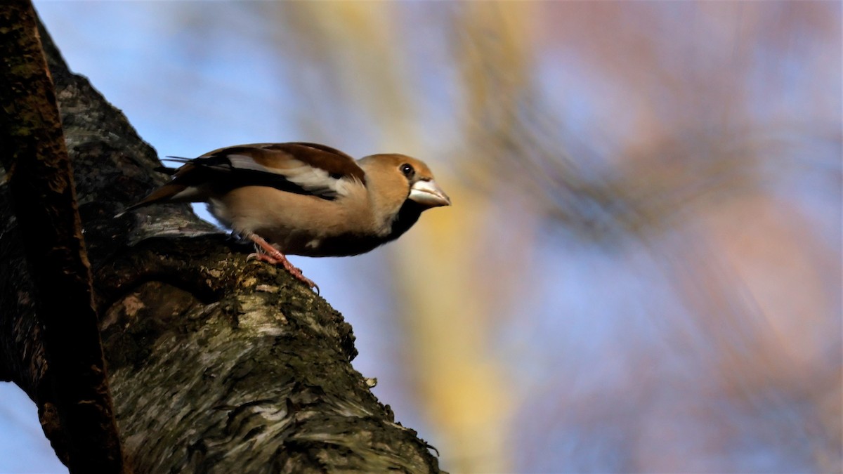 Hawfinch - ML615086349