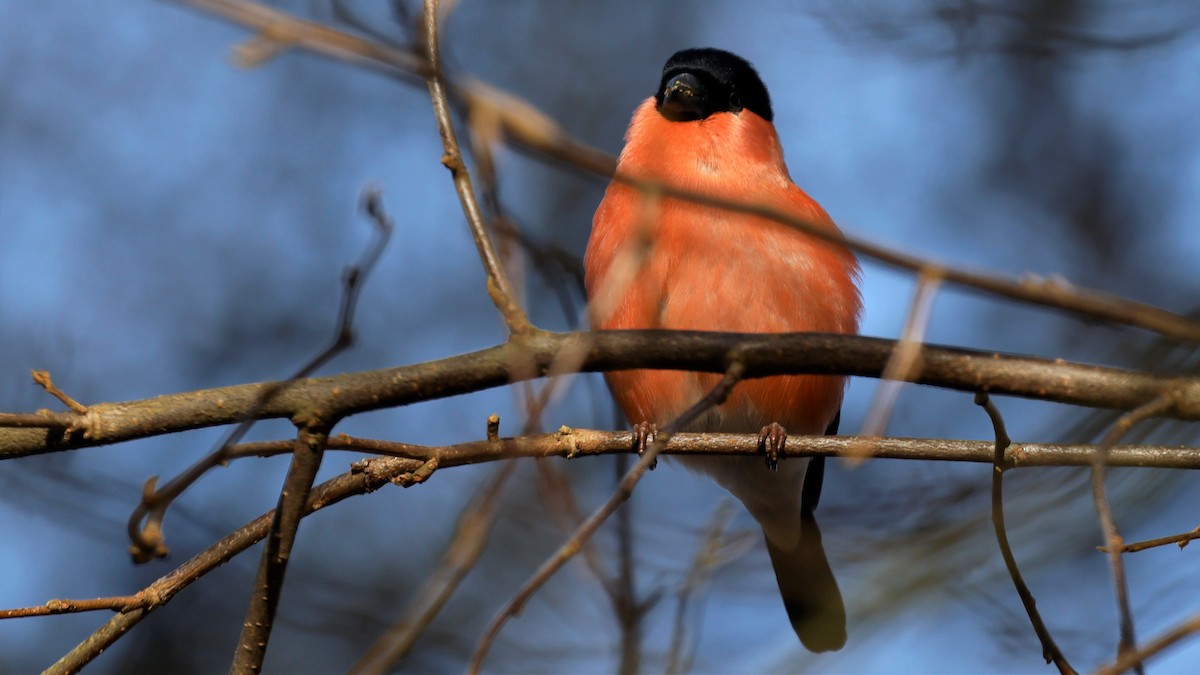 Eurasian Bullfinch - ML615086351