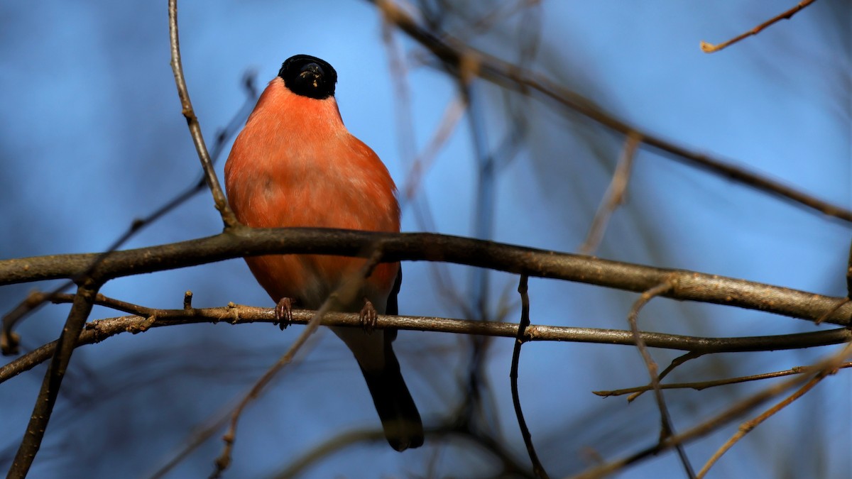 Eurasian Bullfinch - ML615086352