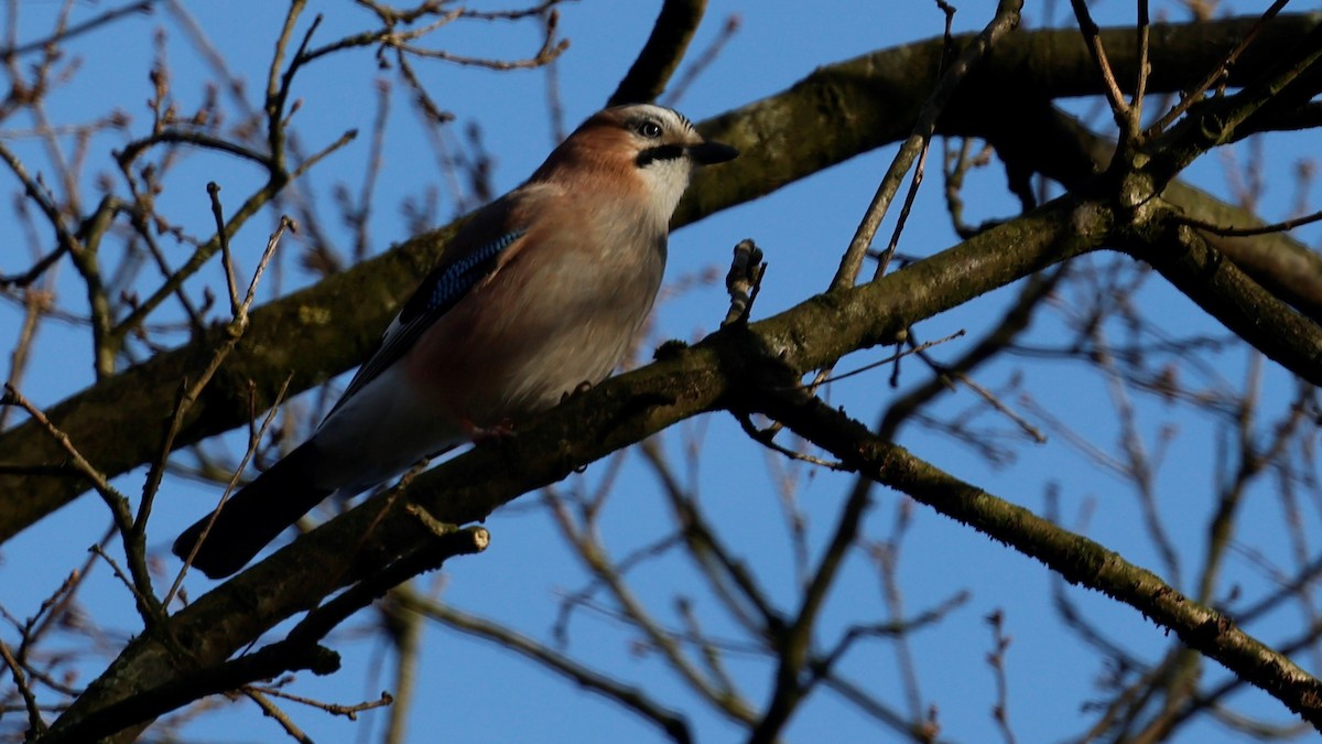 Eurasian Jay - ML615086374