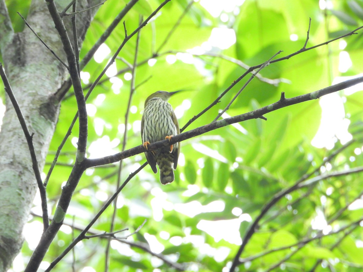 Streaked Spiderhunter - ML615086394