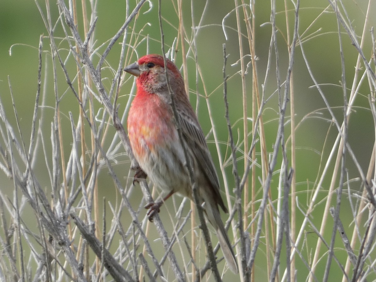 House Finch - ML615086442