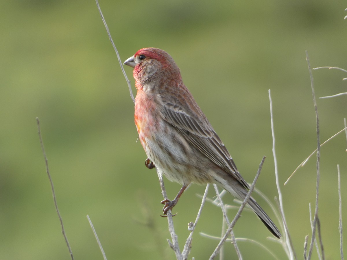 House Finch - Garry Hayes