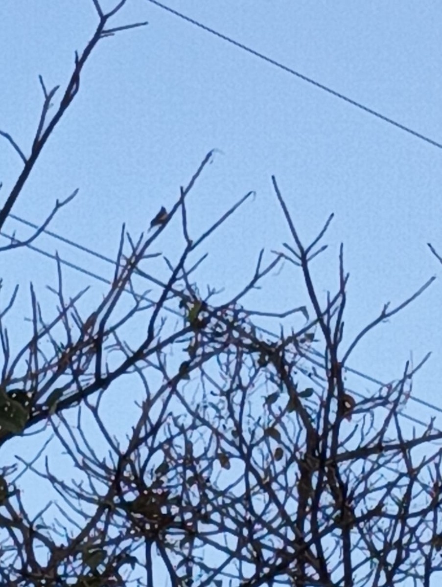 Common Woodshrike - ML615086462