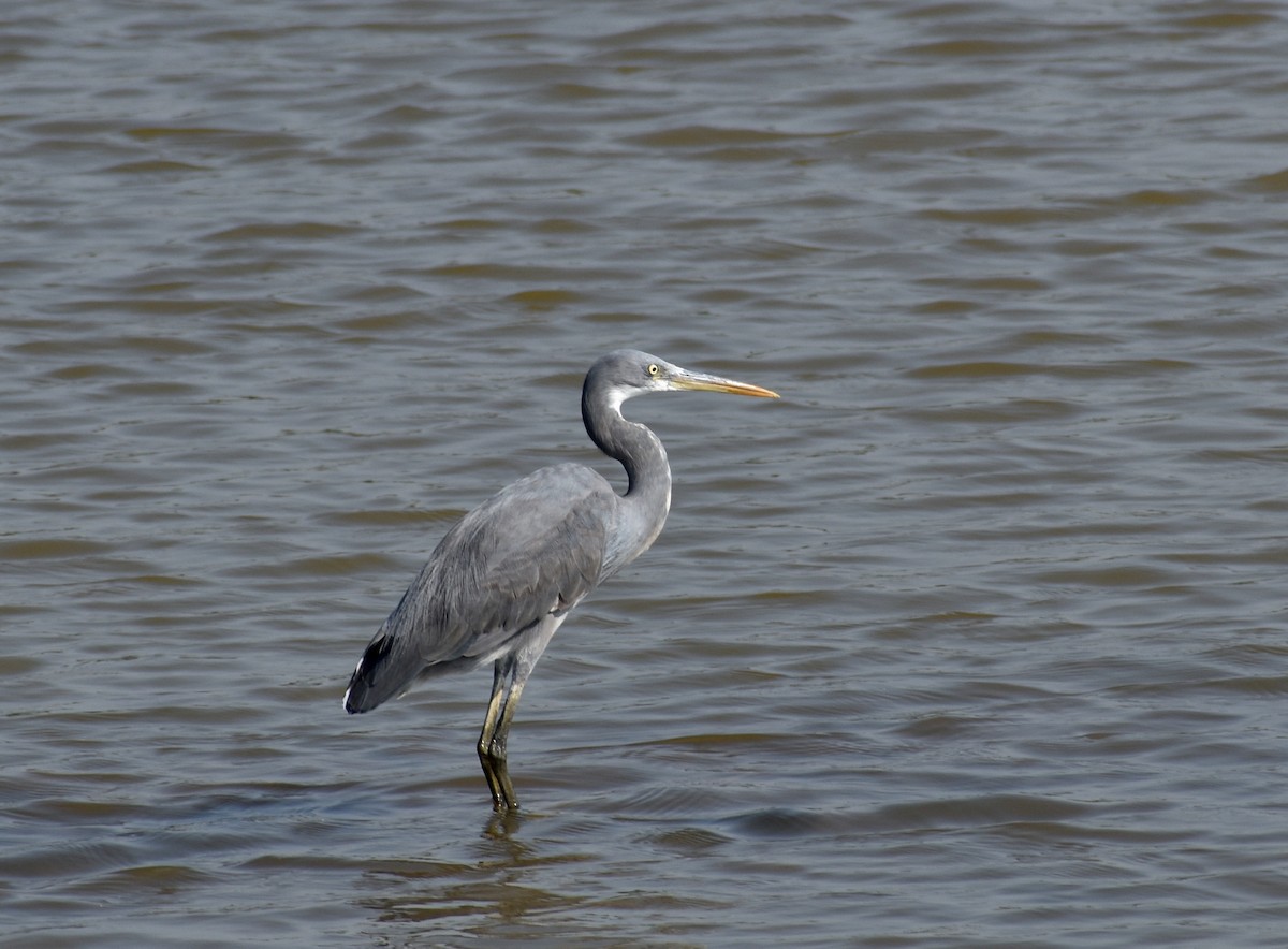 Western Reef-Heron - Anonymous