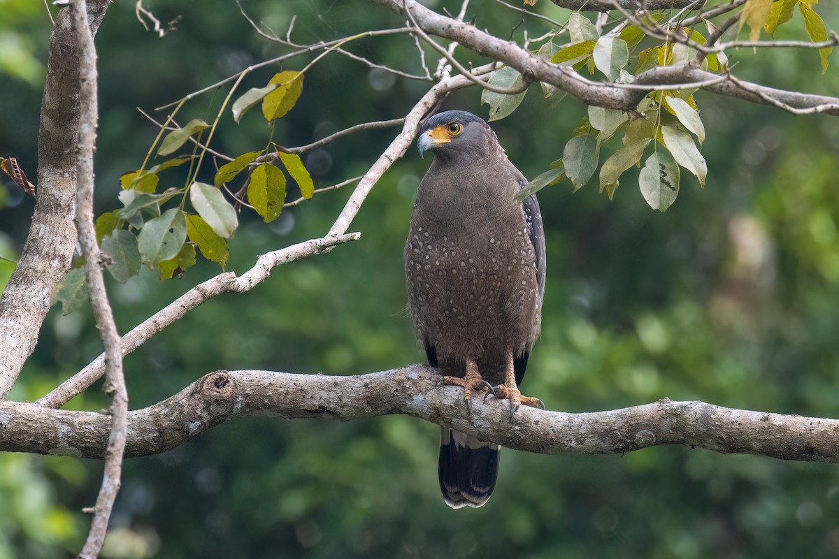 Crested Serpent-Eagle - ML615086477