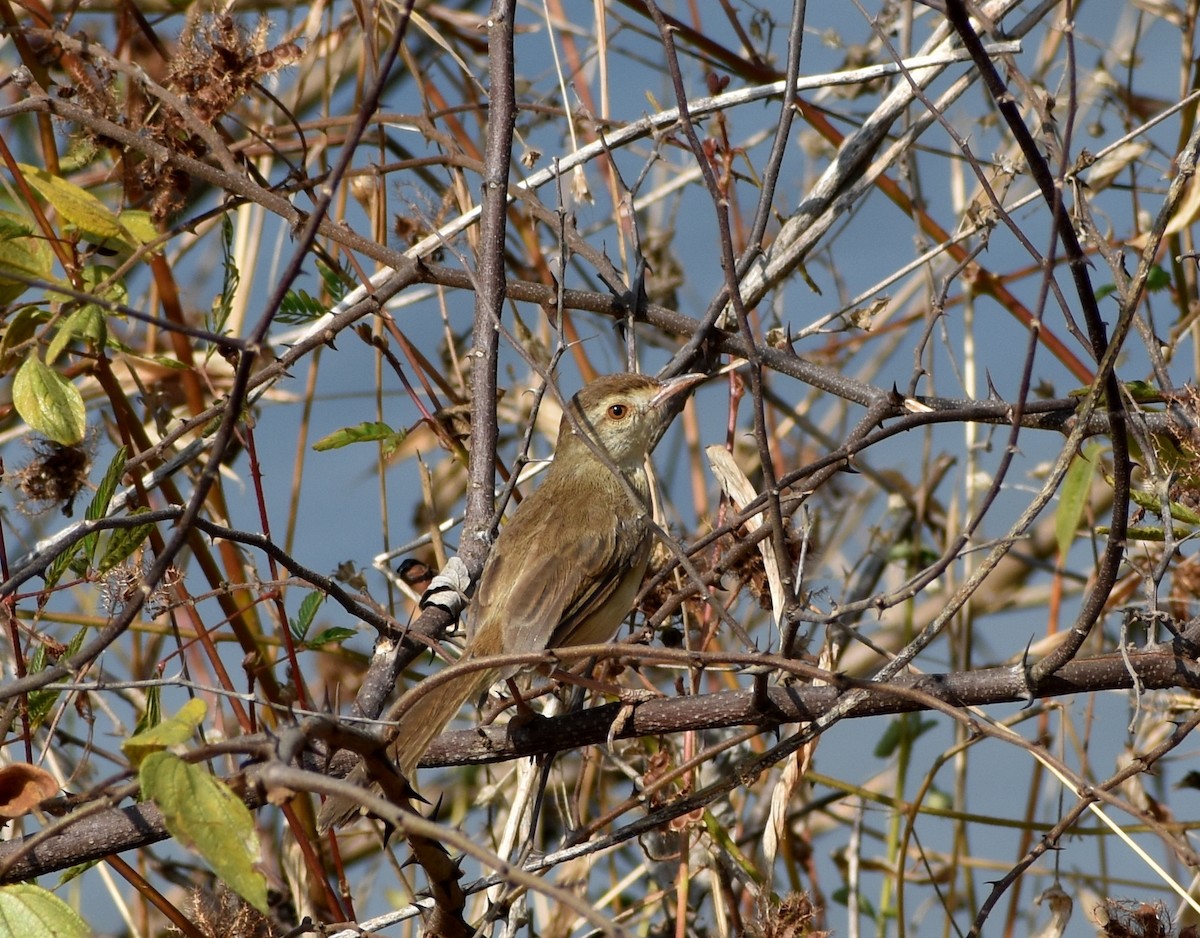 Plain Prinia - Anonymous