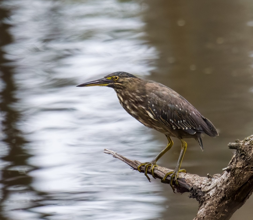 Striated Heron - ML615086529