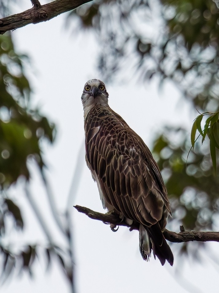 Osprey - ML615086531