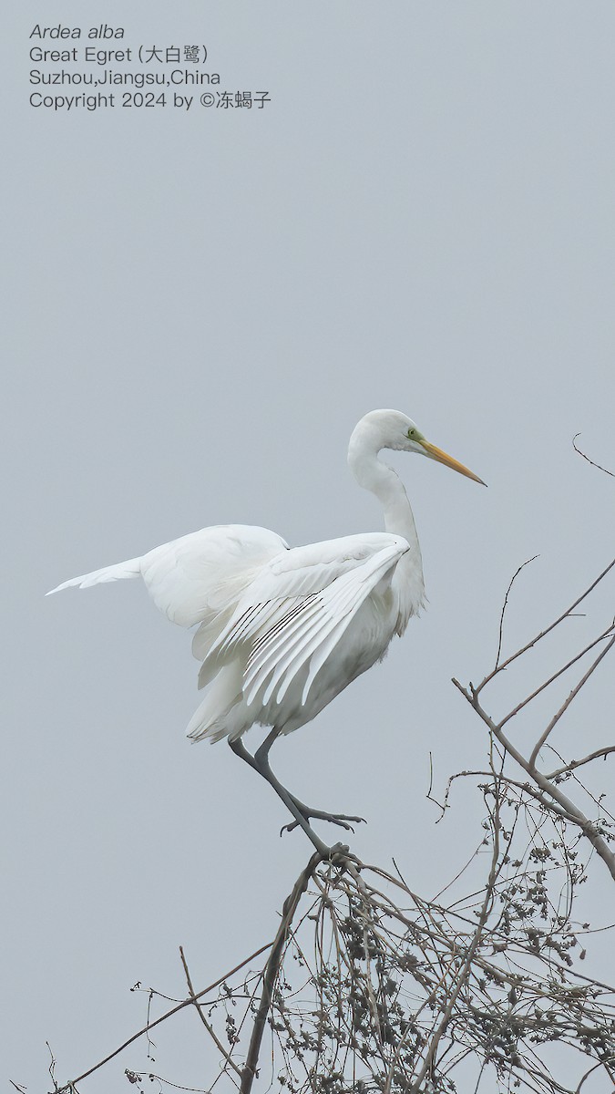 Great Egret - ML615086616