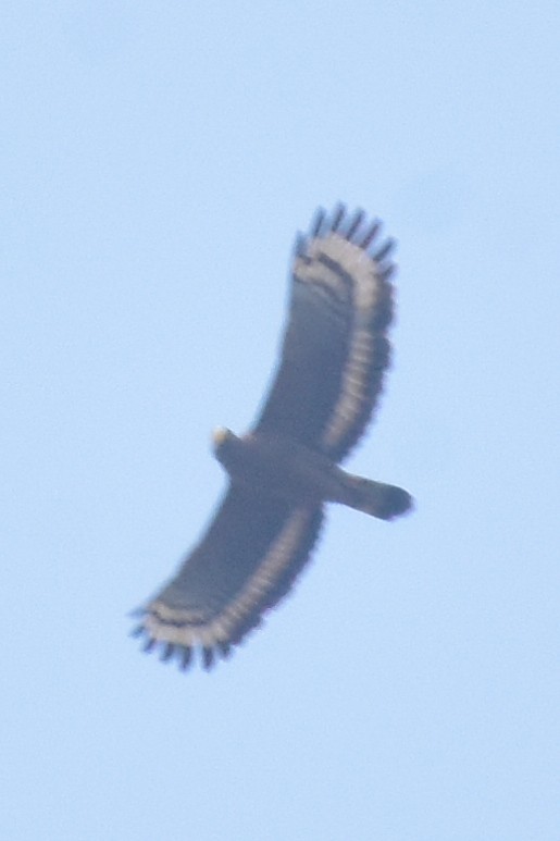 Crested Serpent-Eagle - ML615086715