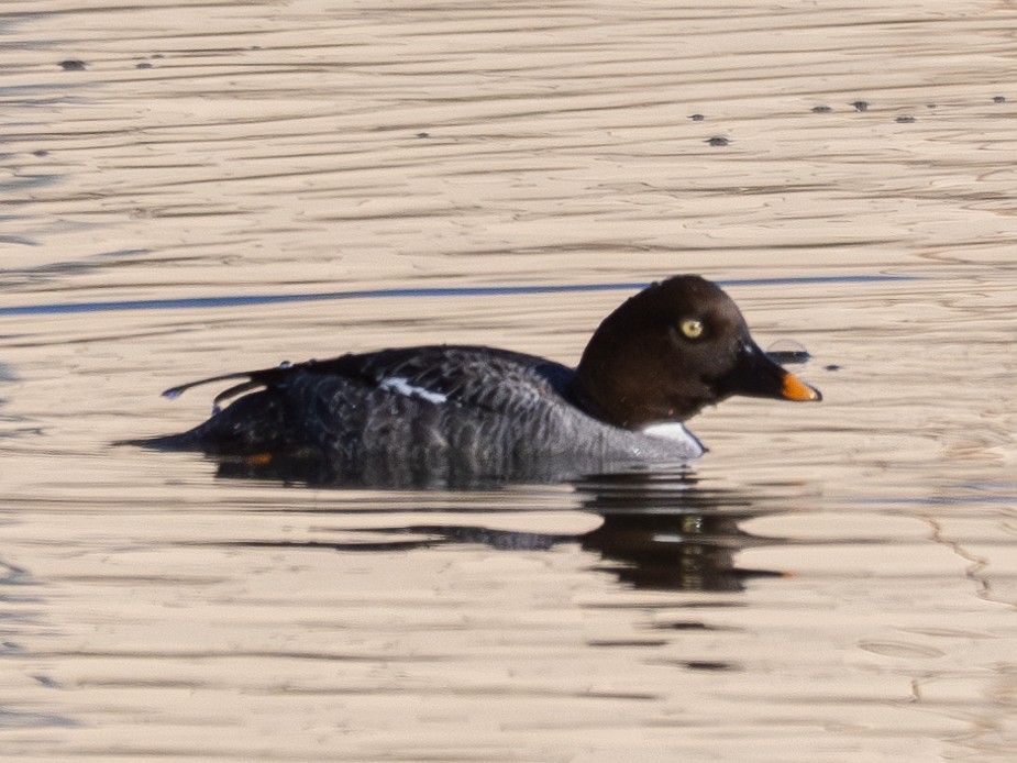 Common Goldeneye - ML615086739