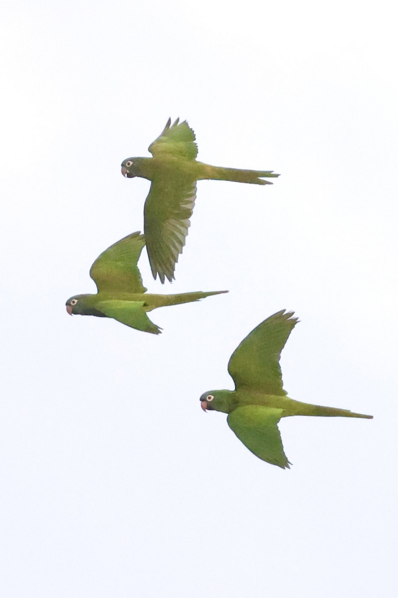 Blue-crowned Parakeet - Chris Brown