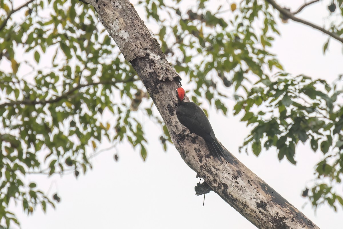 Andaman Woodpecker - Kalpesh Krishna