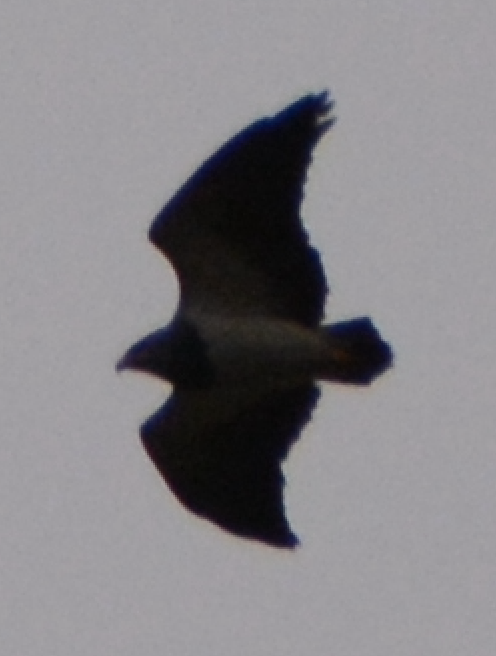 Black-chested Buzzard-Eagle - ML615086802