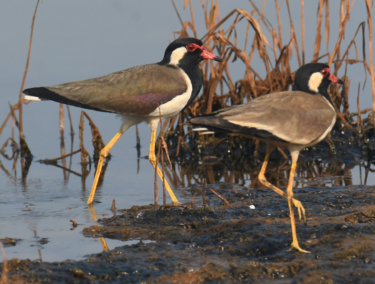 Red-wattled Lapwing - ML615086843