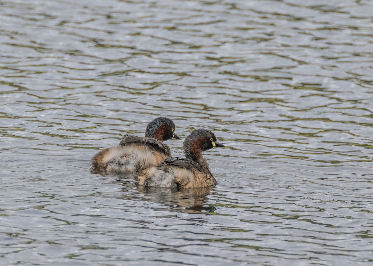 Australasian Grebe - ML615086859