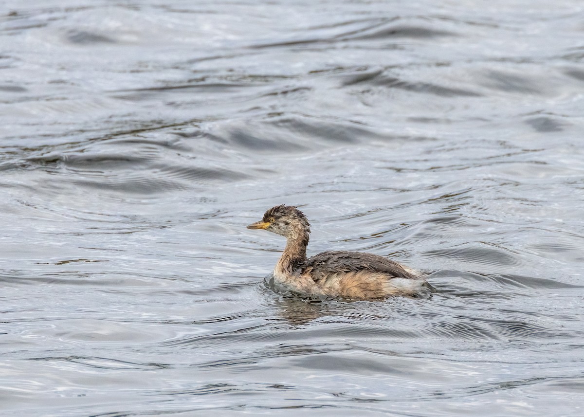 Australasian Grebe - ML615086860