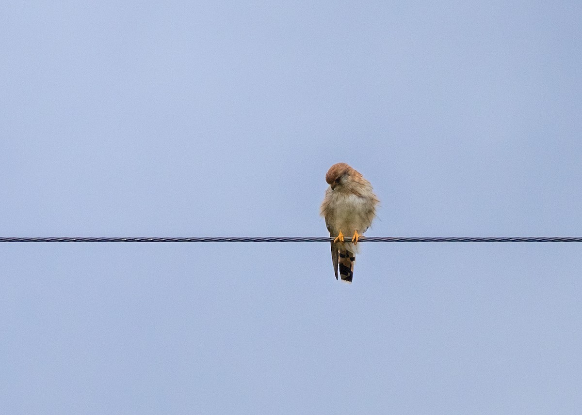 Nankeen Kestrel - ML615086895