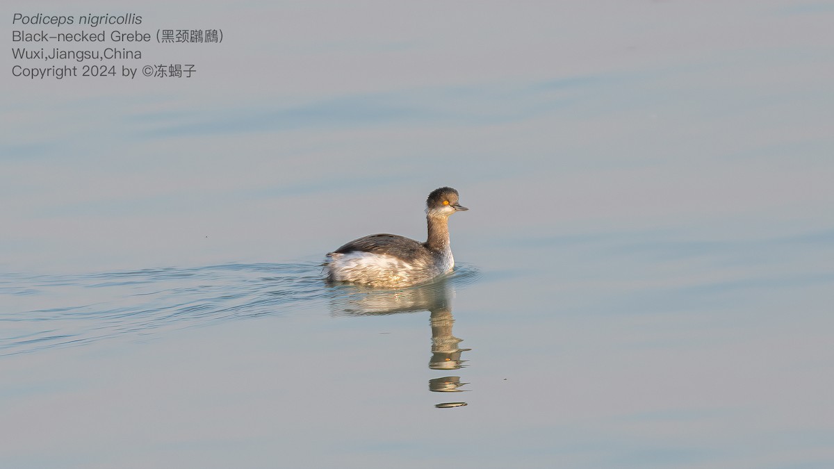 黑頸鸊鷉 - ML615086911