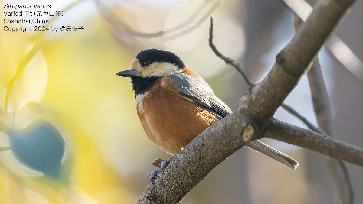 Varied Tit - ML615086923