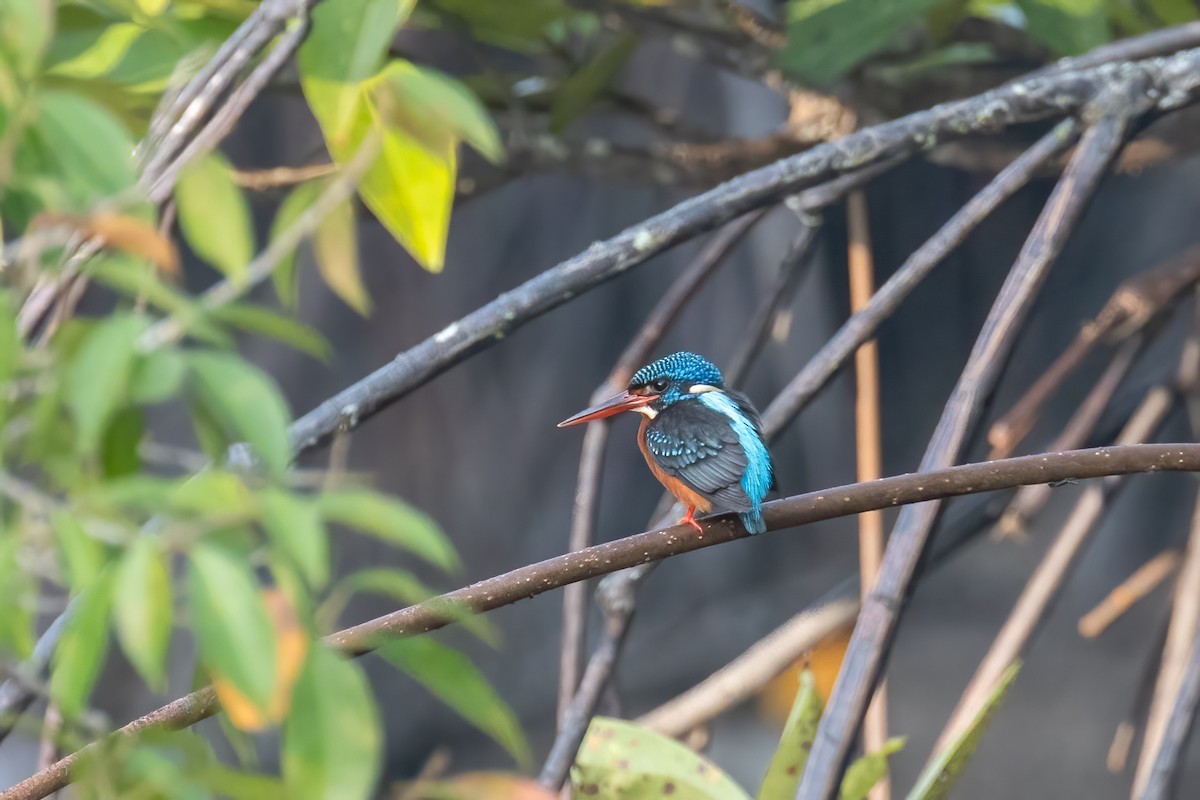 Blue-eared Kingfisher - ML615086924
