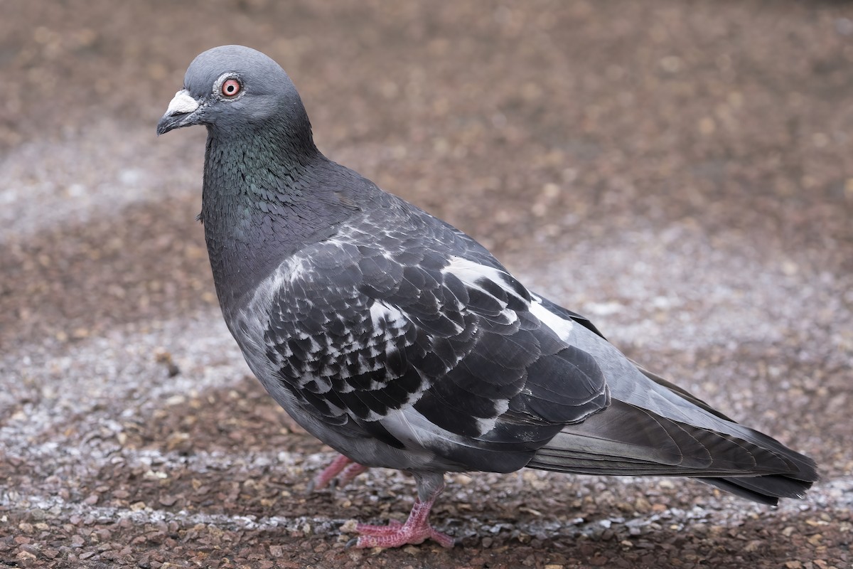 Rock Pigeon (Feral Pigeon) - ML615086927