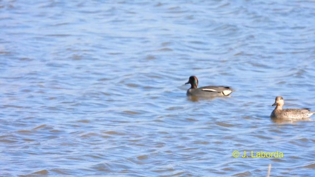 Green-winged Teal - ML615086933