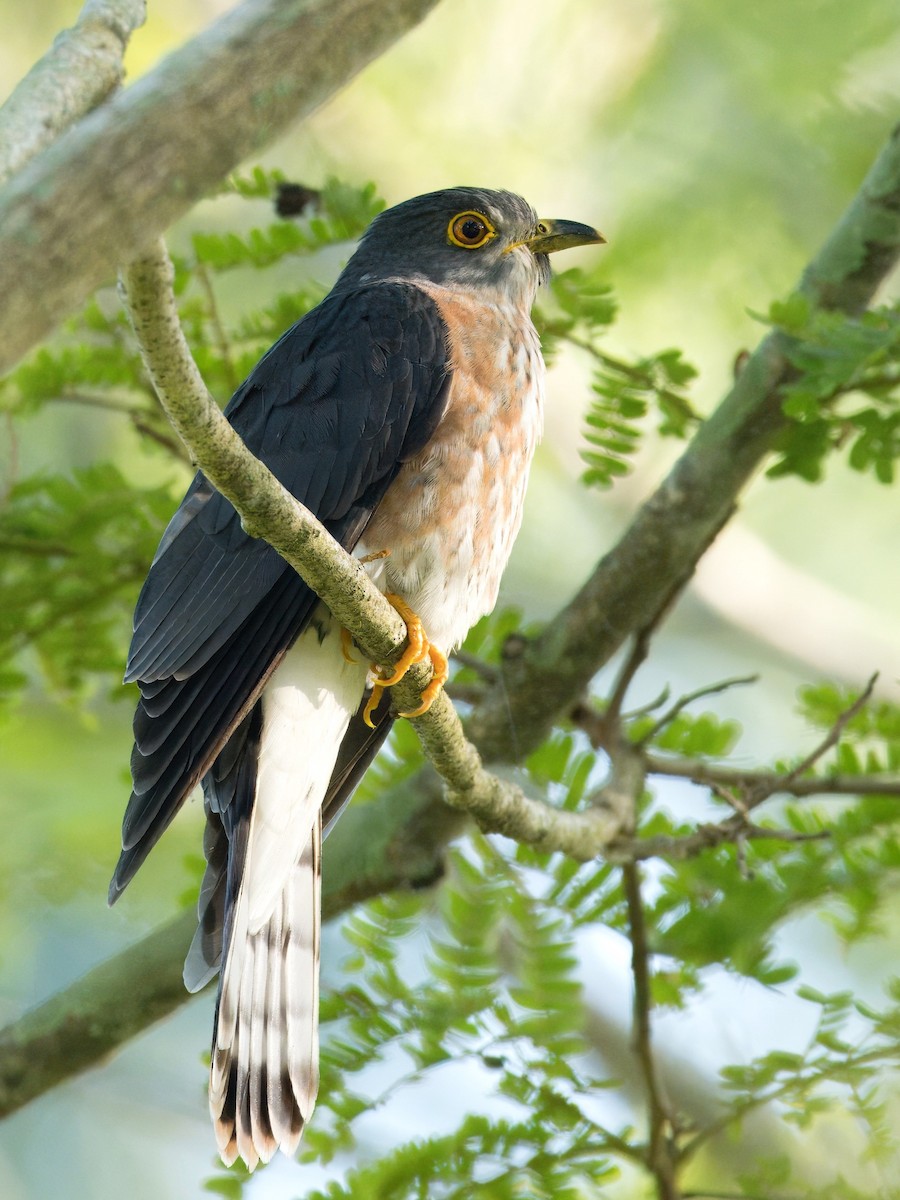 Hodgson's Hawk-Cuckoo - ML615086934