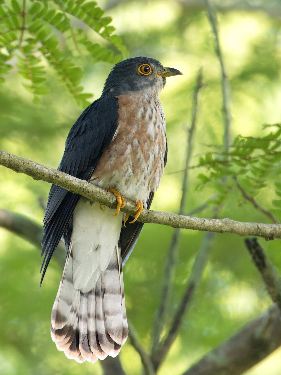 Hodgson's Hawk-Cuckoo - ML615086939