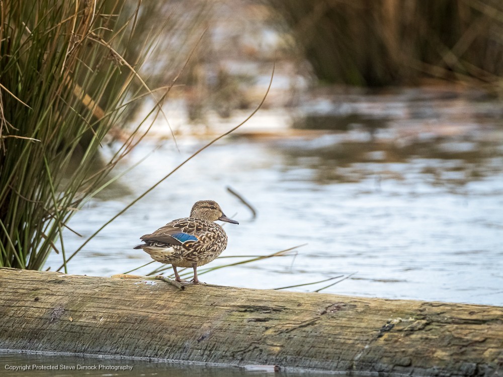 Green-winged Teal - ML615086947